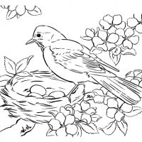 Раскраска птицы - распечатать и скачать бесплатно для детей