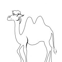 Раскраска верблюд детям