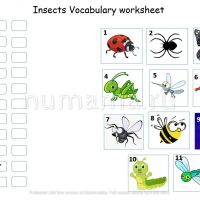 Insect vocabulary worksheet
