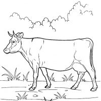 Раскарска со стихами корова