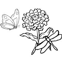 Раскраска стрекоза и бабочка