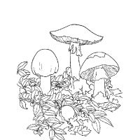 Раскраска тема грибов