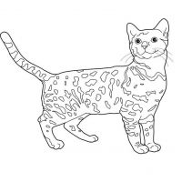 Раскраска кошачья