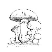 Разукрашка грибы детская