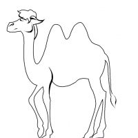 Раскраска верблюд со стихами