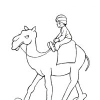 Раскраска на верблюде